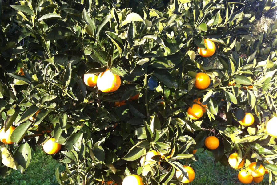 Oranger-dans-le-jardin